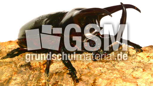 Dreihornkäfer (11).jpg